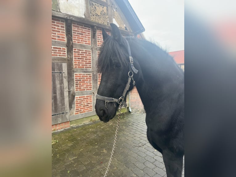 Arabo-Friesian Gelding 9 years 15,3 hh Black in Badbergen