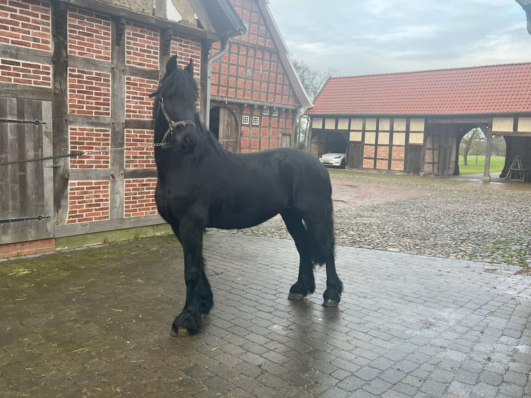 Arabo-Friesian Gelding 9 years 15,3 hh Black in Badbergen