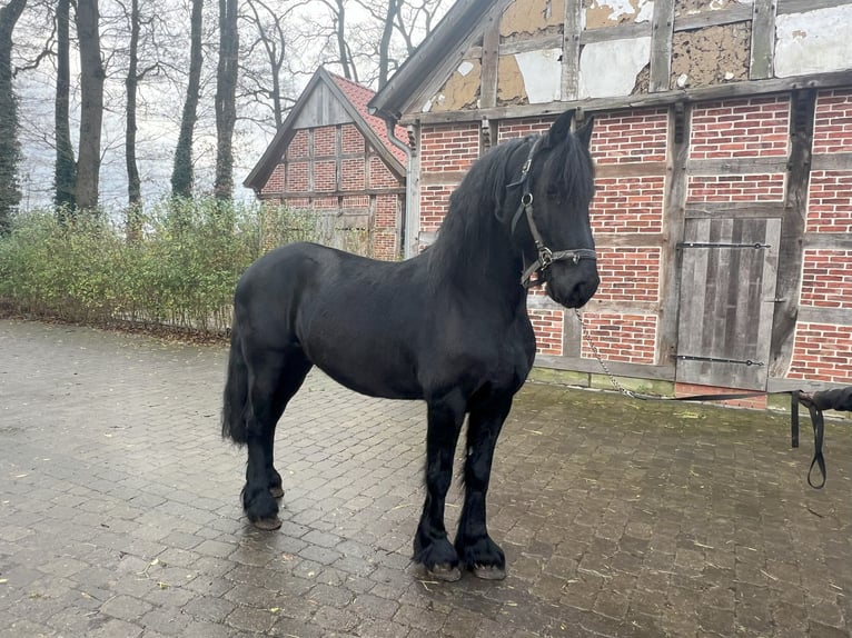 Arabo-Friesian Gelding 9 years 15,3 hh Black in Badbergen