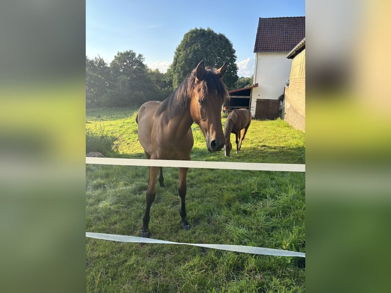 Arabo-Friesian Mix Klacz 1 Rok 140 cm Gniada in Herford