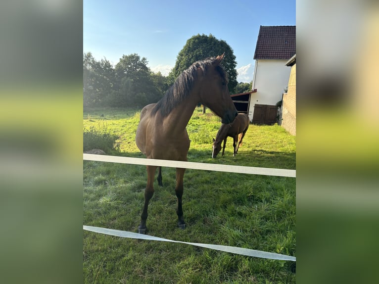 Arabo-Friesian Mix Klacz 1 Rok 140 cm Gniada in Herford