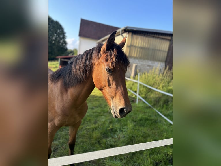 Arabo-Friesian Mix Klacz 1 Rok 140 cm Gniada in Herford