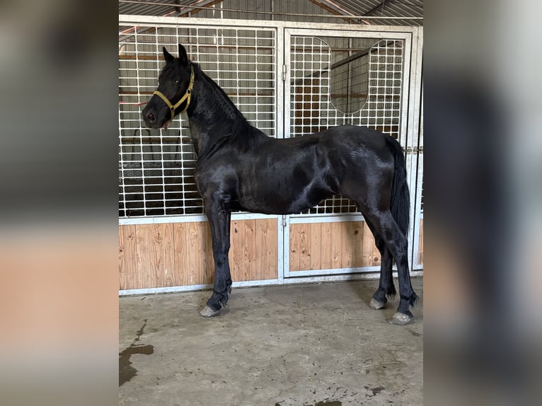 Arabo-Friesian Klacz 1 Rok 150 cm Kara in B&#xE9;k&#xE9;s