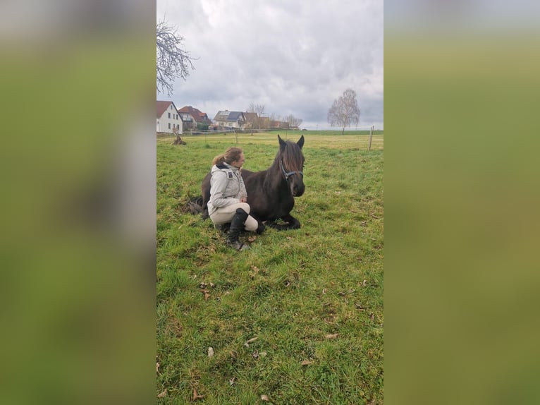 Arabo-Friesian Klacz 3 lat 150 cm Kara in CrimmitschauCrimmitschau
