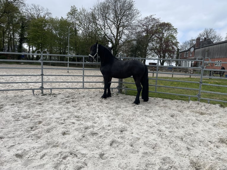 Arabo-Friesian Klacz 3 lat 155 cm Kara in Bunde