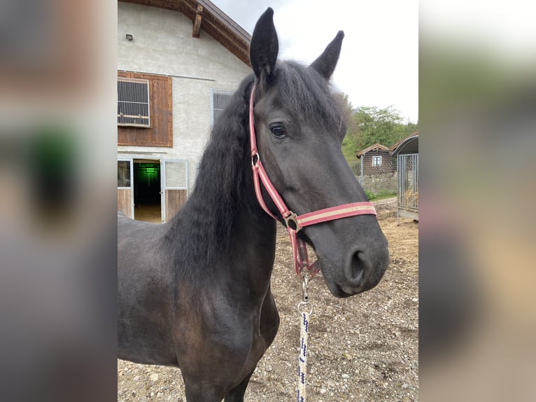 Arabo-Friesian Klacz 4 lat 155 cm Kara in Feldkirchen bei Mattighofen