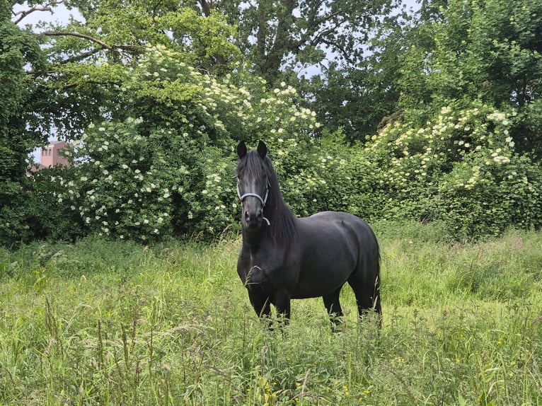 Arabo-Friesian Klacz 6 lat 160 cm Kara in Baesweiler
