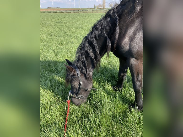 Arabo-Friesian Klacz 6 lat 160 cm Kara in Baesweiler