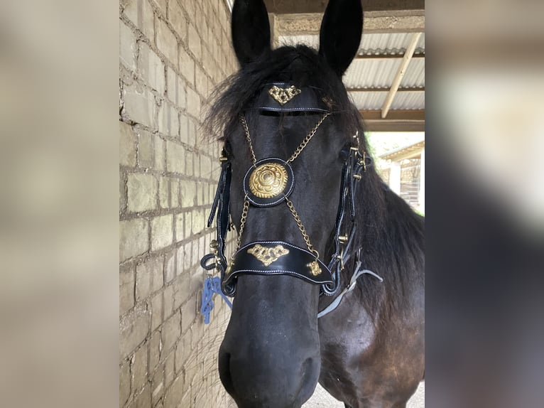 Arabo-Friesian Klacz 6 lat 160 cm Kara in Baesweiler