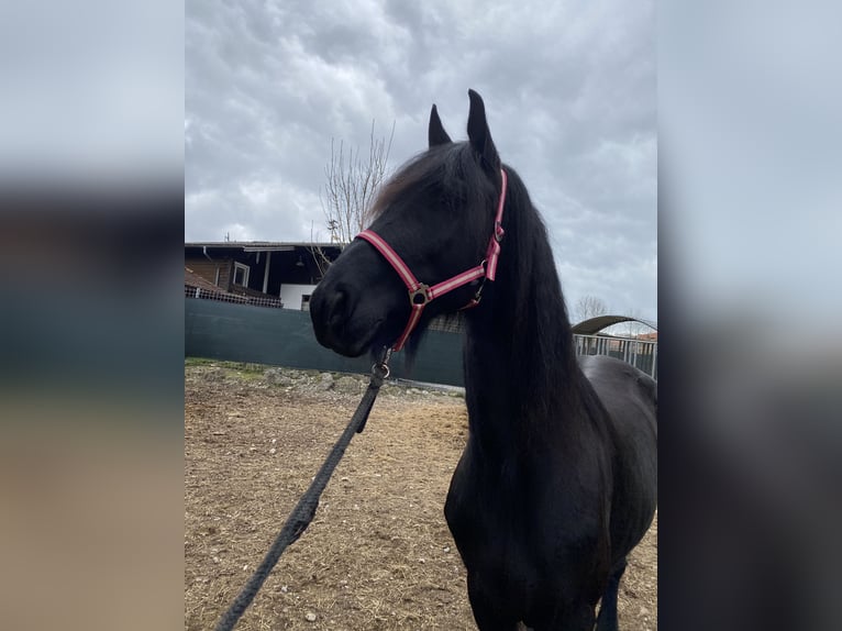 Arabo-Friesian Klacz 7 lat 163 cm Kara in Feldkirchen bei Mattighofen
