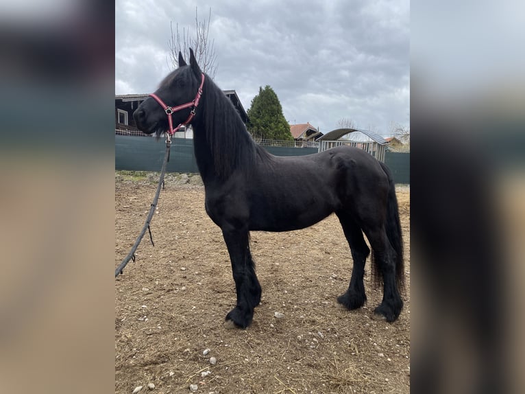 Arabo-Friesian Klacz 7 lat 163 cm Kara in Feldkirchen bei Mattighofen