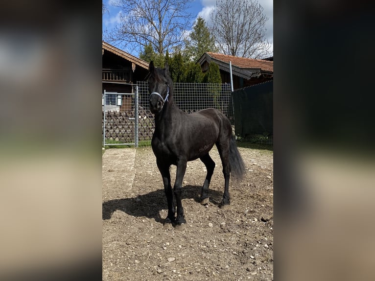 Arabo-Friesian Klacz 8 lat 157 cm Kara in Feldkirchen