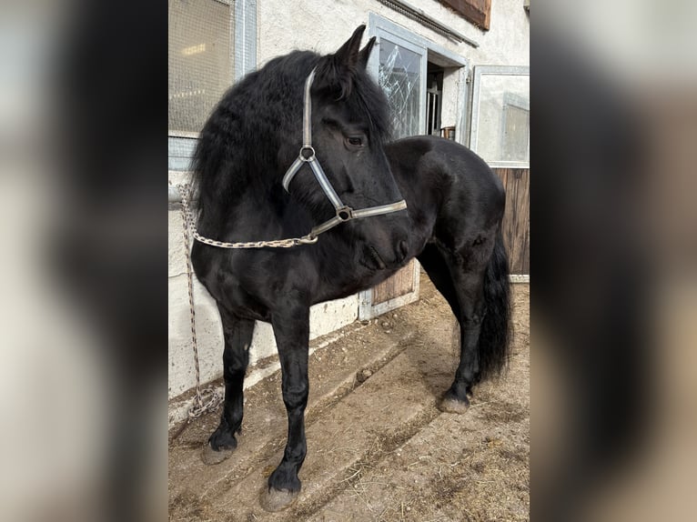 Arabo-Friesian Klacz 8 lat 158 cm Kara in Feldkirchen