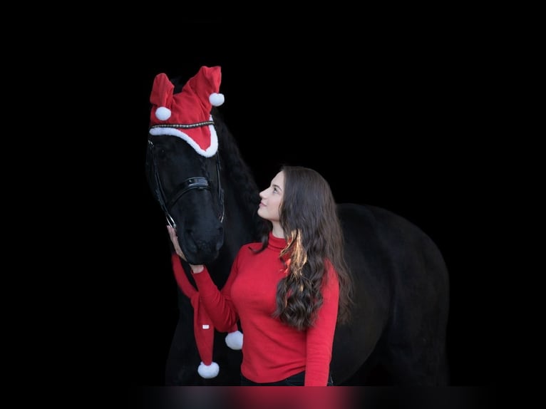 Arabo-Friesian Mare 10 years 16,1 hh Black in Gaanderen