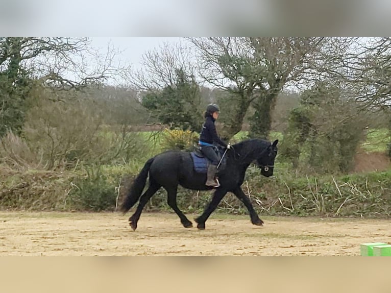 Arabo-Friesian Mare 12 years 16 hh Black in Pouldreuzic