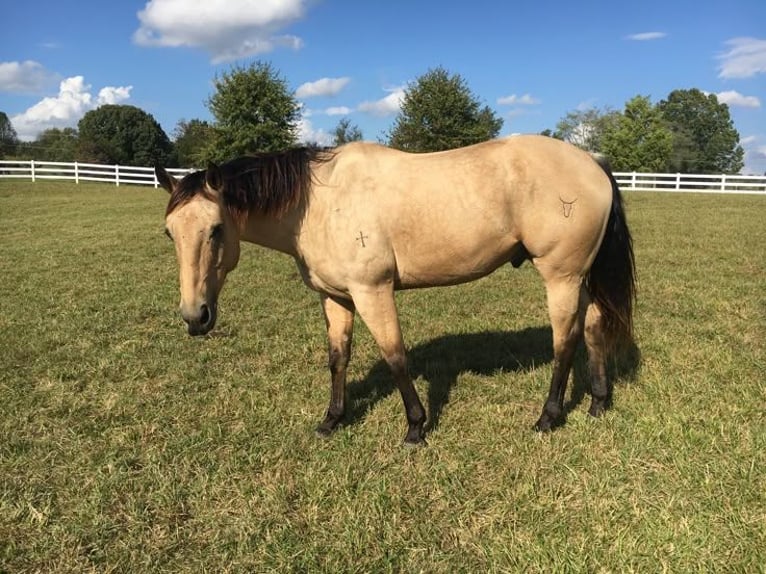 Arabo-Friesian Mare 16 years 19,2 hh Brown-Light in Toronto