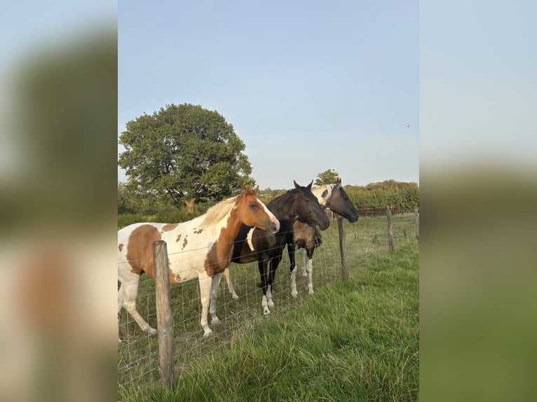 Arabo-Friesian Mare 17 years 19,2 hh Brown-Light in Toronto