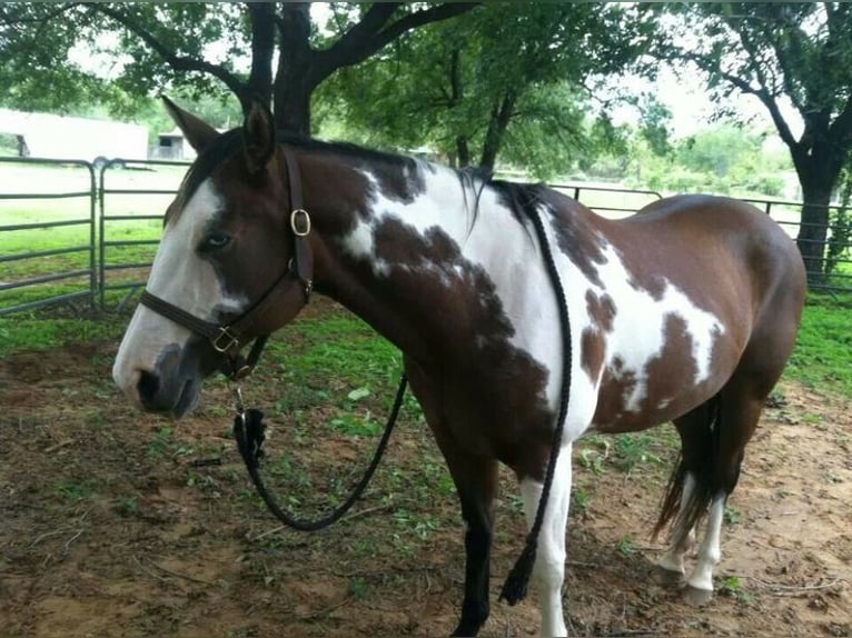 Arabo-Friesian Mare 17 years 19,2 hh Brown-Light in Toronto