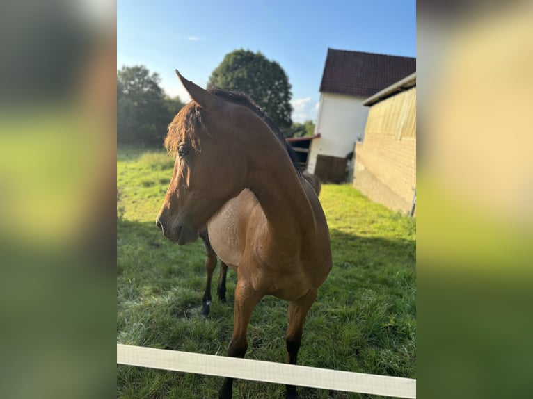 Arabo-Friesian Mix Mare 1 year 13,2 hh Brown in Herford