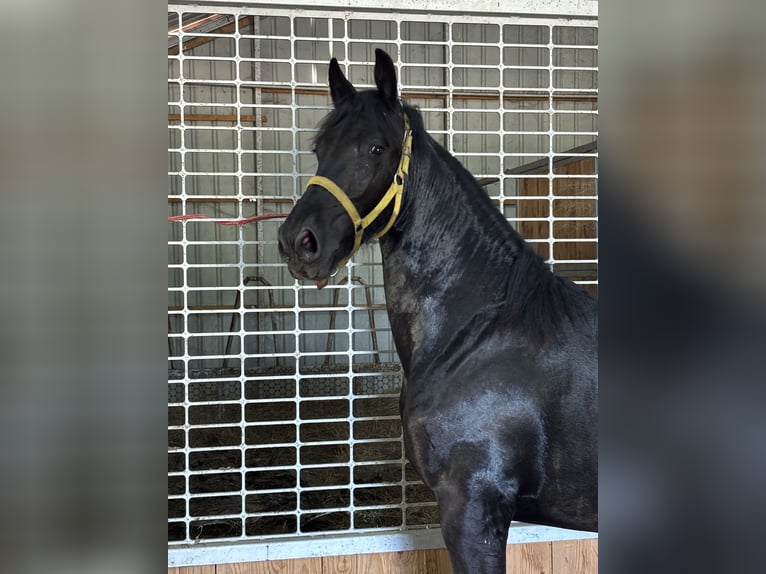 Arabo-Friesian Mare 1 year 14,2 hh Black in B&#xE9;k&#xE9;s