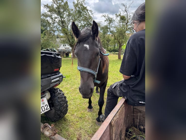 Arabo-Friesian Mare 3 years 14.2 hh Black in CrimmitschauCrimmitschau