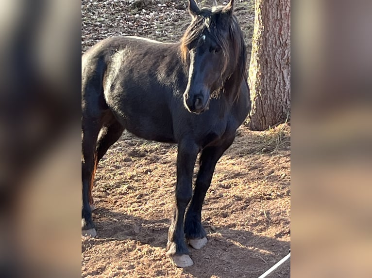 Arabo-Friesian Mix Mare 3 years 14.2 hh  in Crimmitschau