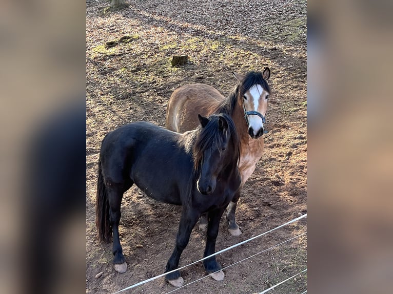 Arabo-Friesian Mare 3 years 14,2 hh Black in CrimmitschauCrimmitschau
