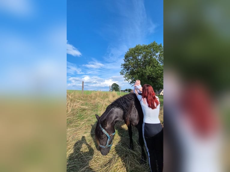 Arabo-Friesian Mare 3 years 14,2 hh Black in CrimmitschauCrimmitschau