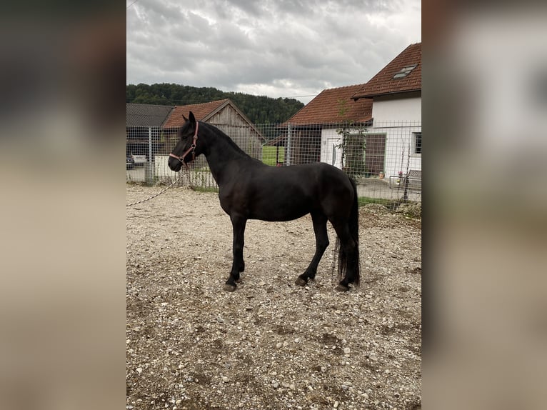 Arabo-Friesian Mare 4 years 15,1 hh Black in Feldkirchen bei Mattighofen