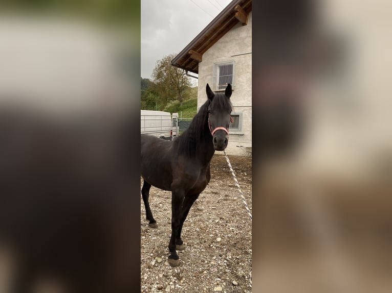 Arabo-Friesian Mare 4 years 15,1 hh Black in Feldkirchen bei Mattighofen