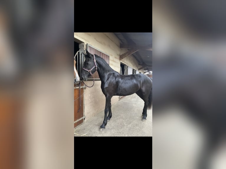 Arabo-Friesian Mare 5 years 16 hh Black in Rouen