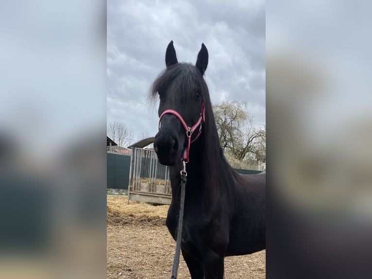Arabo-Friesian Mare 7 years 16 hh Black in Feldkirchen bei Mattighofen