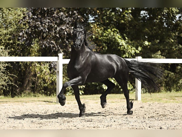 Arabo-Friesian Mare 7 years 16 hh Black in Britswert