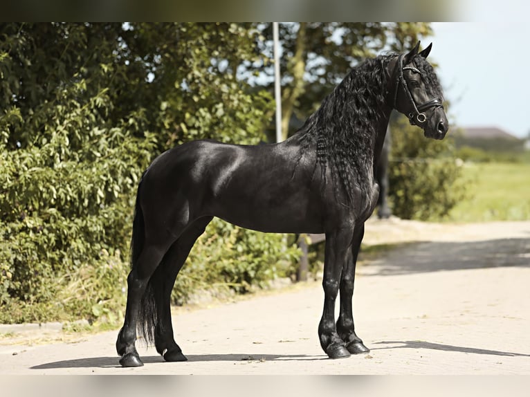 Arabo-Friesian Mare 7 years 16 hh Black in Britswert