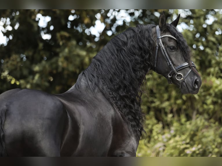 Arabo-Friesian Mare 7 years 16 hh Black in Britswert