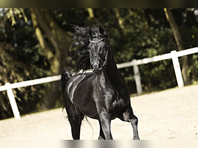 Arabo-Friesian Mare 7 years 16 hh Black in Britswert