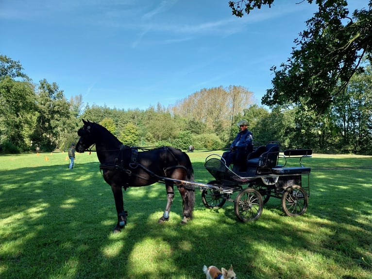 Arabo-Friesian Mare 7 years 16 hh Black in Laakdal