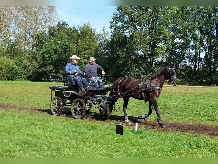 Arabo-Friesian Mare 7 years 16 hh Black in Laakdal