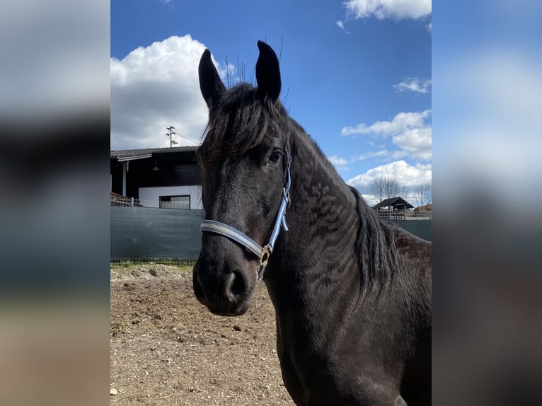 Arabo-Friesian Mare 8 years 15.1 hh Black in Feldkirchen