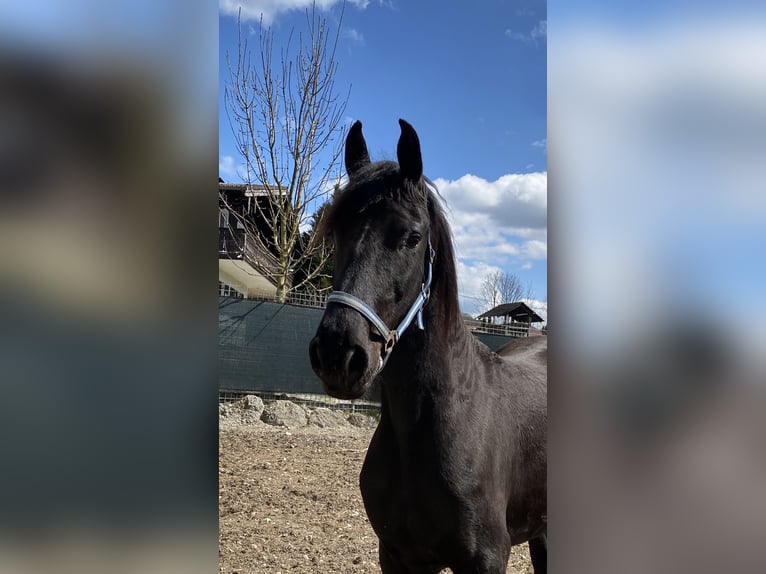 Arabo-Friesian Mare 8 years 15.1 hh Black in Feldkirchen