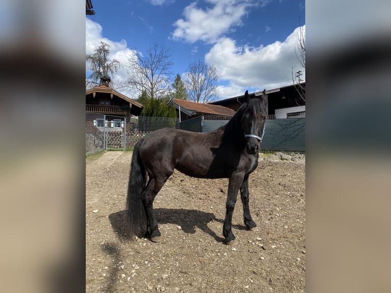 Arabo-Friesian Mare 8 years 15.1 hh Black in Feldkirchen