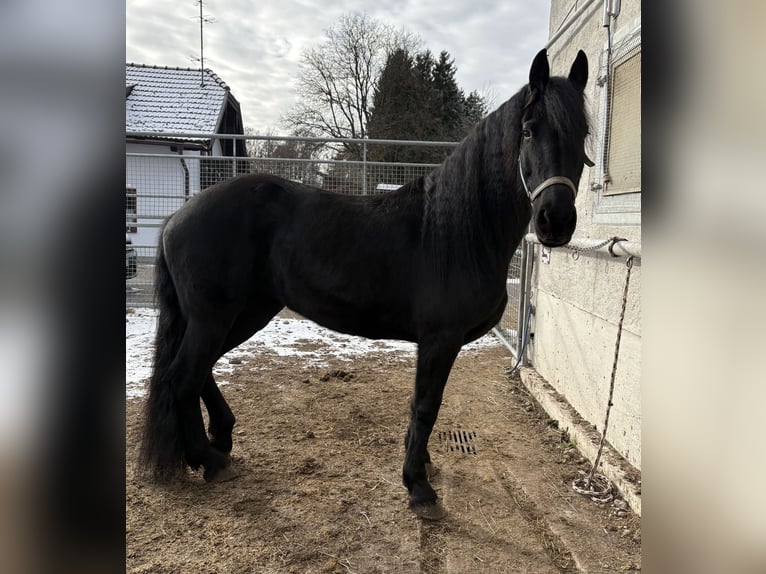 Arabo-Friesian Mare 8 years 15.2 hh Black in Feldkirchen