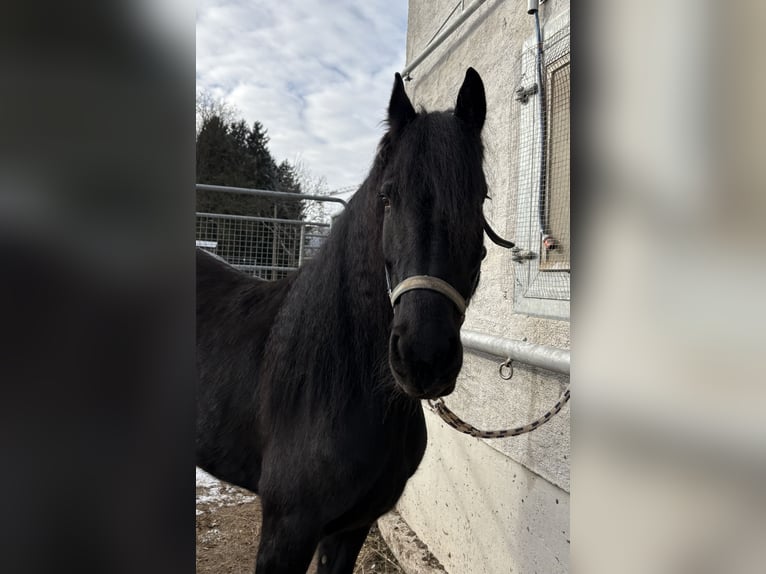 Arabo-Friesian Mare 8 years 15.2 hh Black in Feldkirchen
