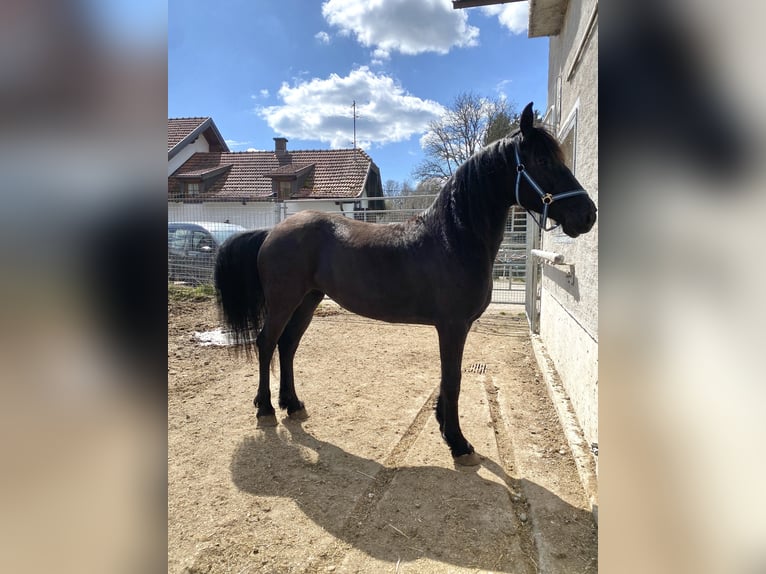 Arabo-Friesian Mare 8 years 15,1 hh Black in Feldkirchen