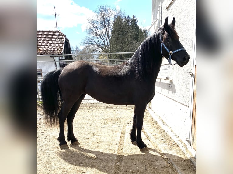 Arabo-Friesian Mare 8 years 15,1 hh Black in Feldkirchen