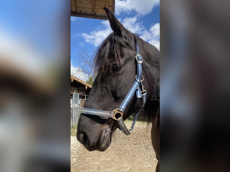 Arabo-Friesian Mare 8 years 15,1 hh Black in Feldkirchen