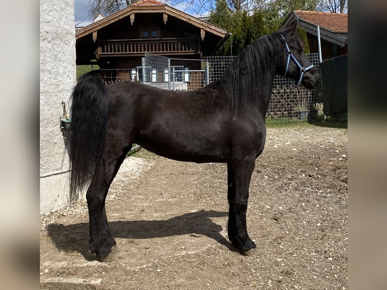 Arabo-Friesian Mare 8 years 15,1 hh Black in Feldkirchen