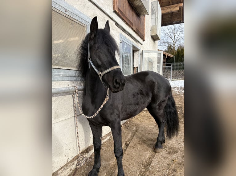 Arabo-Friesian Mare 8 years 15,2 hh Black in Feldkirchen