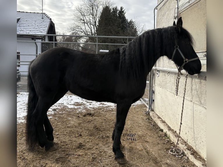Arabo-Friesian Mare 8 years 15,2 hh Black in Feldkirchen