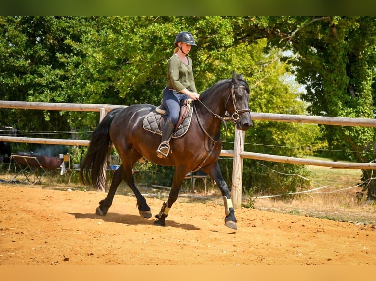 Arabo-Friesian Mare 9 years 15,3 hh Black in paulnay